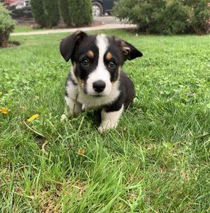 Meet your Posher, Priscila